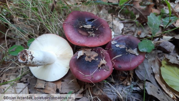 Russula