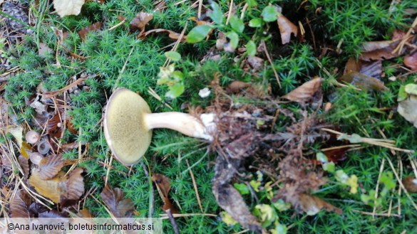 Suillus bovinus