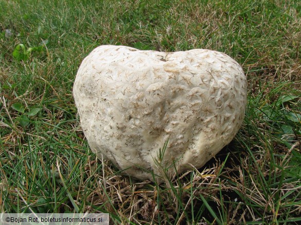 Calvatia utriformis