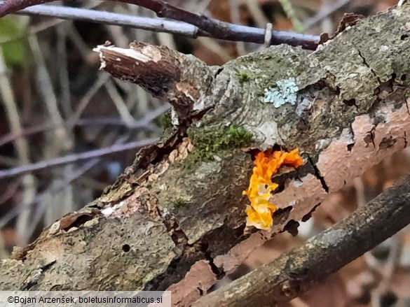 Tremella mesenterica