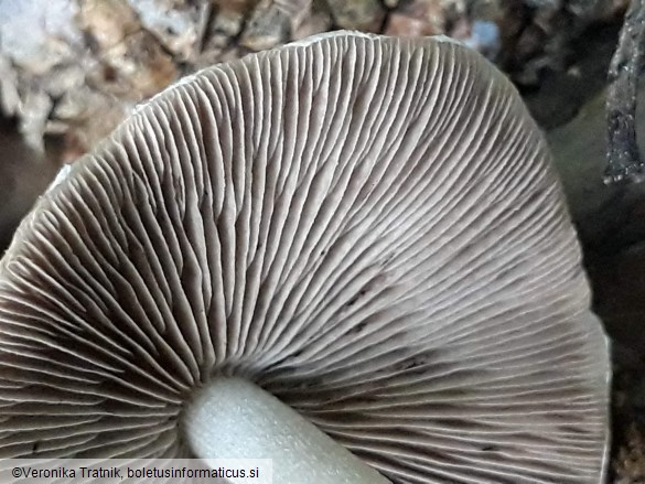 Psathyrella candolleana