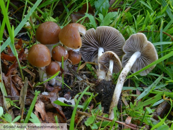 Psathyrella niveobadia