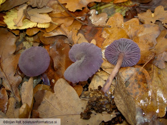 Laccaria amethystina