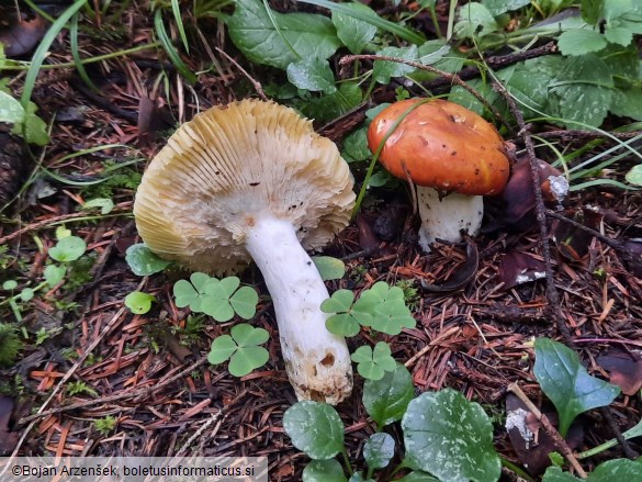 Russula aurea