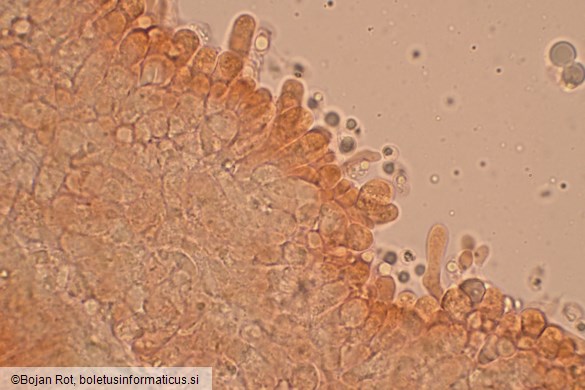 Callistosporium elaeodes