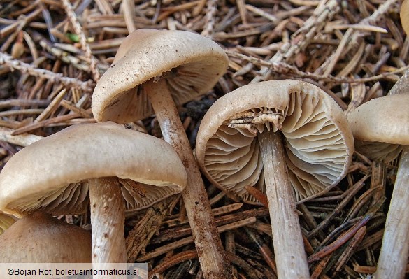 Lyophyllum fibrosipes