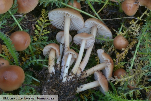 Marasmius oreades