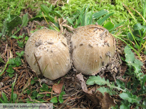 Coprinus romagnesianus