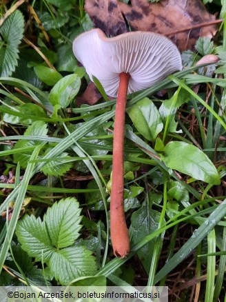 Xerula pudens