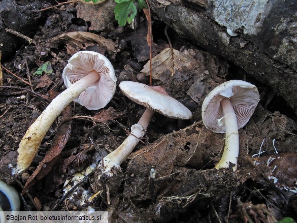 Agaricus semotus