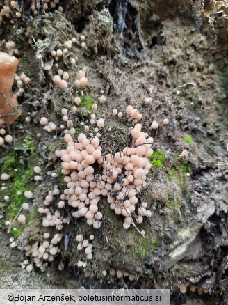 Coprinellus disseminatus