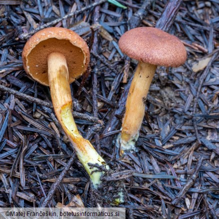 Chalciporus piperatus