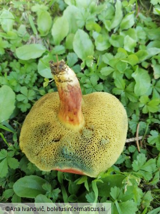 Xerocomellus chrysenteron