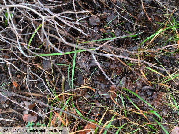 Cryptomarasmius corbariensis