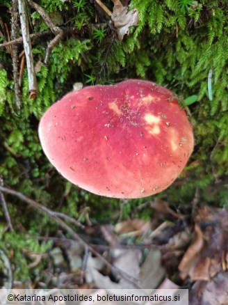 Russula nobilis