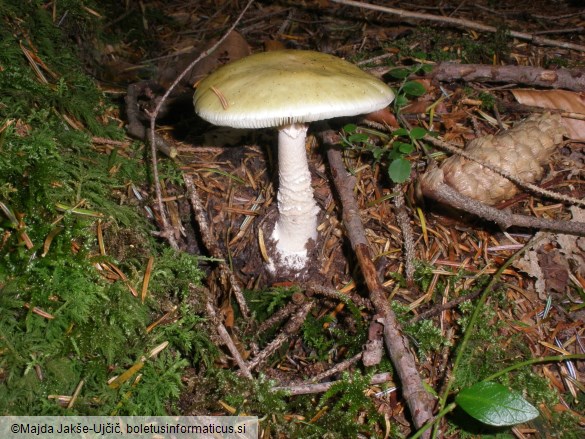 Amanita phalloides