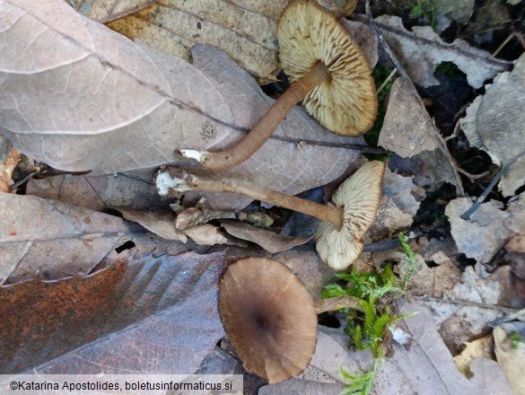 Callistosporium luteo-olivaceum