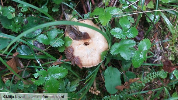 Lactarius deterrimus