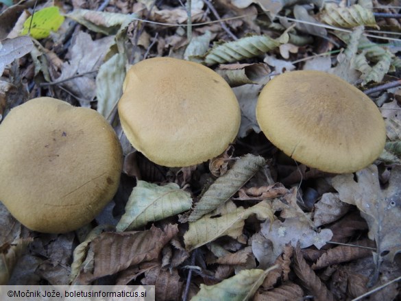 Cortinarius cotoneus