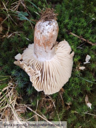 Russula nigricans