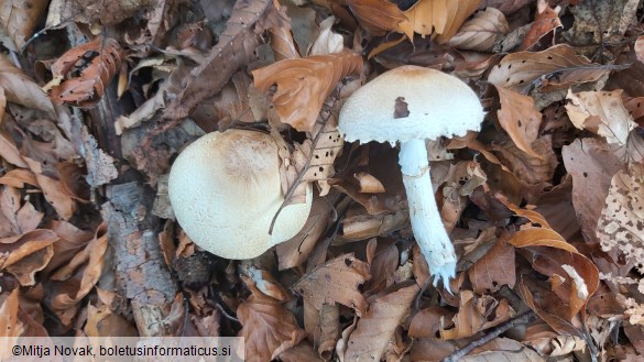 Lepiota ignivolvata