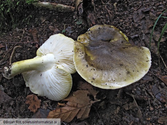 Tricholoma sejunctum