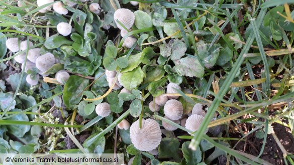 Coprinellus disseminatus