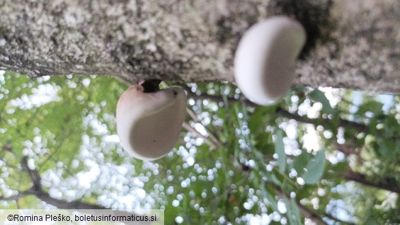 Fomitopsis betulina