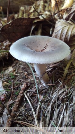 Russula heterophylla