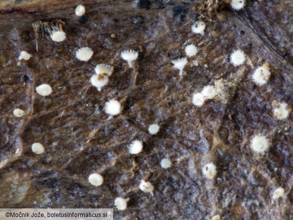Incrucipulum ciliare