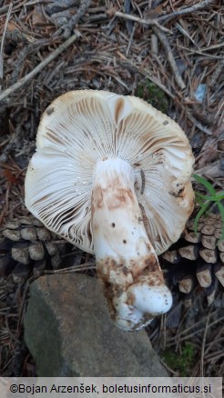 Russula grata