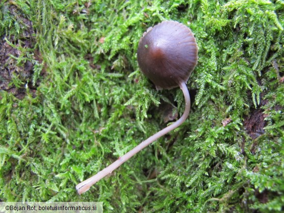 Mycena inclinata