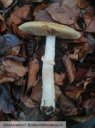 Cortinarius caperatus