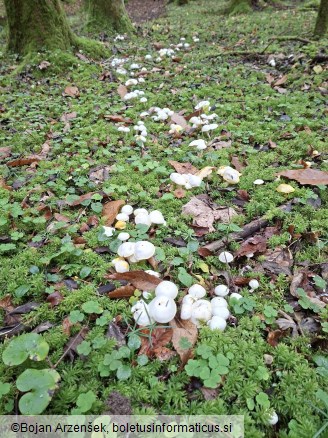 Hygrophorus chrysodon