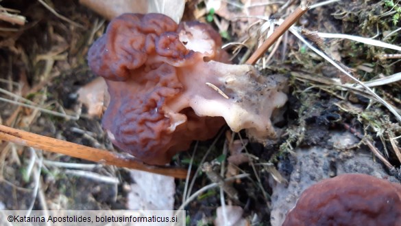 Gyromitra esculenta