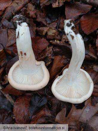 Hygrophorus poetarum