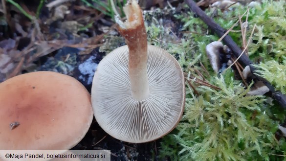 Hypholoma sublateritium