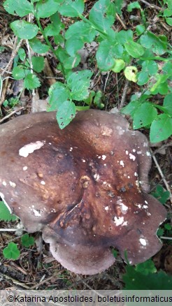 Russula olivacea