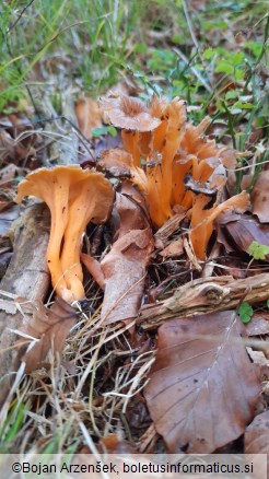 Craterellus lutescens