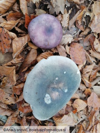 Russula cyanoxantha