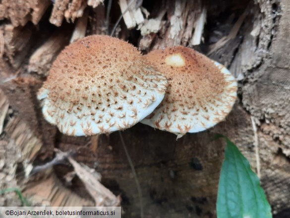 Pholiota