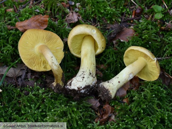 Tricholoma frondosae