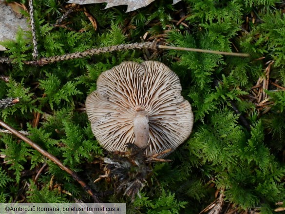 Rhizocybe pruinosa