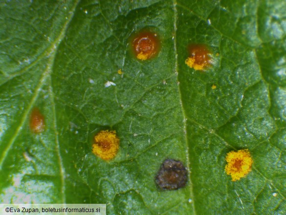 Phragmidium rubi-idaei