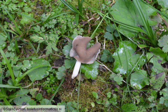 Helvella albella