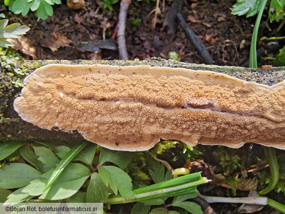 Byssomerulius corium