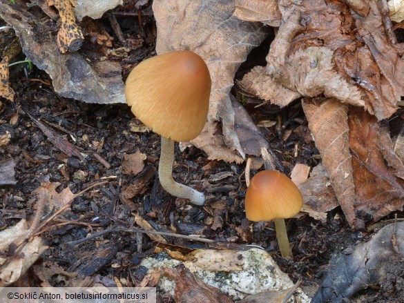 Conocybe ochrostriata var. favrei