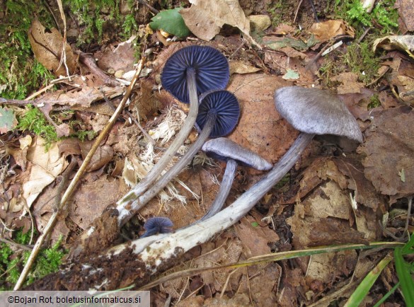 Entoloma euchroum