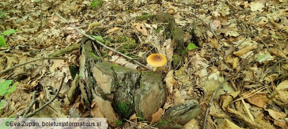 Amanita deflexa