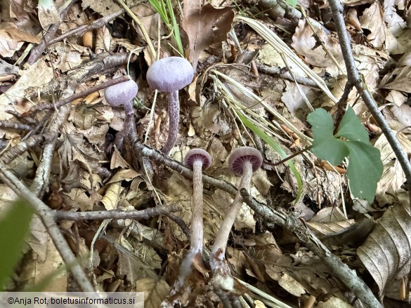 Laccaria amethystina